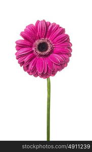 pink gerbera with water drops on petals , isolated on white background