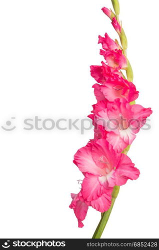 Pink gladiolus flower isolated on white background