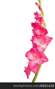 Pink gladiolus flower isolated on white background