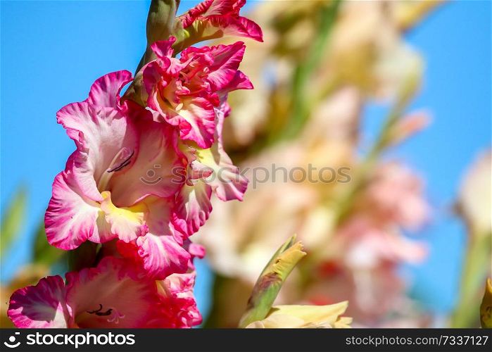 Pink gladiolus flowers blooming on blue sky background. Gladiolus is plant of the iris family, with sword-shaped leaves and spikes of brightly colored flowers, popular in gardens and as a cut flower.
