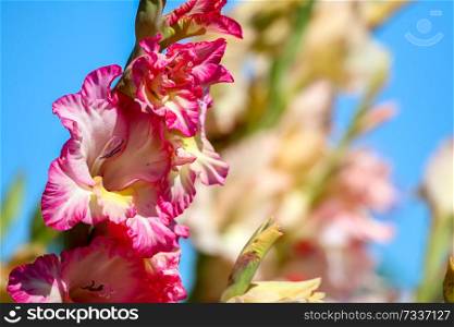 Pink gladiolus flowers blooming on blue sky background. Gladiolus is plant of the iris family, with sword-shaped leaves and spikes of brightly colored flowers, popular in gardens and as a cut flower.