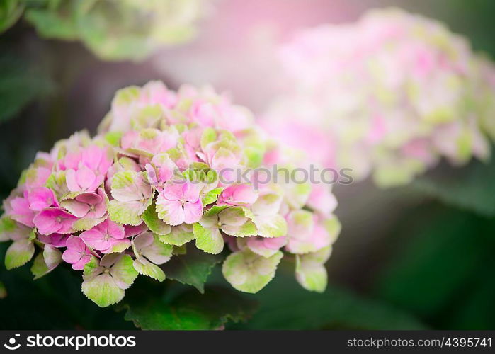 Pink green hydrangea blooming, outdoor floral nature background, close up