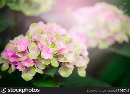 Pink green hydrangea blooming, outdoor floral nature background, close up