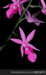 Pink ground orchid, Calanthe rosea, native specie terrestrial orchid in the southeast asian area