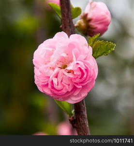 pink half closed blossom on a branch of an almond tree in the middle against blurred background. Blossom of an almond tree