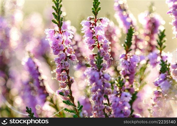 Pink heather in bloom, blooming heater landscape in the National park  Aekingerzand, Netherlands. Holland. Blooming wild purple common heather  Calluna vulgaris . Nature, floral, flowers background.