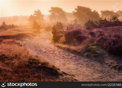 Pink heather in bloom, blooming heater landscape in the National park  Aekingerzand, Netherlands. Holland. path through blooming heather in The Netherlands on a beautiful foggy morning at sunrise.