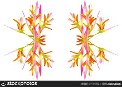 Pink Heliconia flower, Heliconia psittacorum Sassy, tropical flower, isolated on a white background
