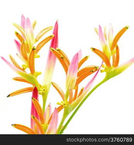 Pink Heliconia flower, Heliconia psittacorum Sassy, tropical flower isolated on a white background