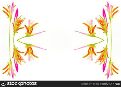 Pink Heliconia flower, Heliconia psittacorum Sassy, tropical flower isolated on a white background