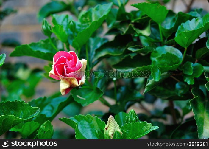 Pink Hibiscus