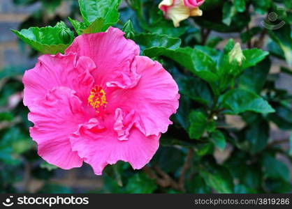 Pink hIBISCUS