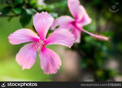Pink hibiscus flower,focus at pollen