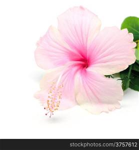 Pink Hibiscus flower isolated on a white bavkground
