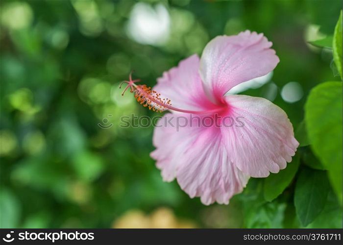 Pink hibiscus flower on green bokeh background