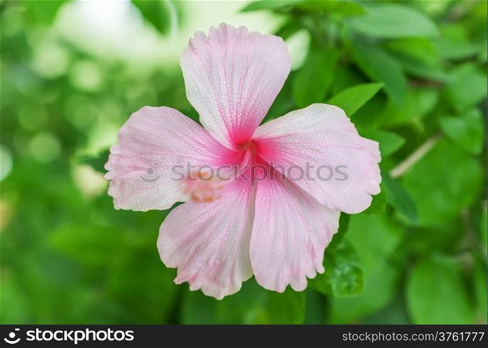 Pink hibiscus flower on green bokeh background