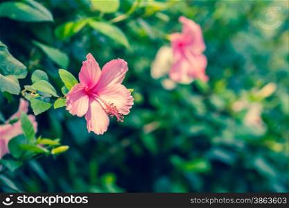 Pink hibiscus flower with green bokeh background