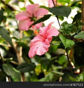 Pink Hibiscus Flowers in a tropical garden