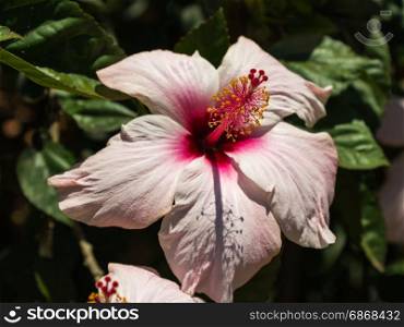 Pink Hibiscus Rosa-Sinensis: Beautiful Flowering Plant