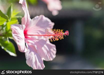Pink Hibiscus Rosa-Sinensis: Beautiful Flowering Plant. Pink Hibiscus: Beautiful Flowering Plant