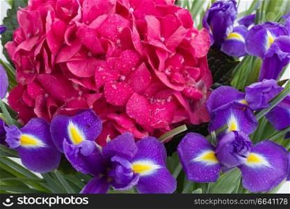 pink hortensia and violet irise  flowers background