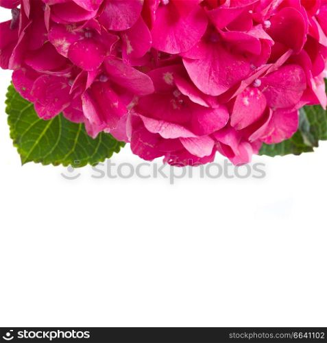 pink hortensia border close up  isolated on white background