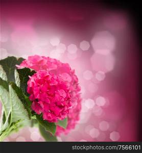pink hortensia flowers brunch close up on dark bokeh background