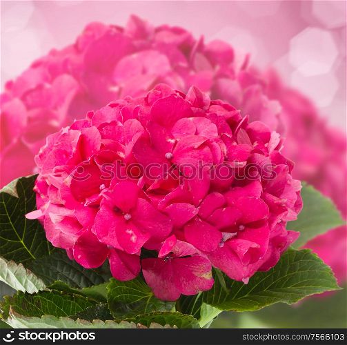 pink hortensia flowers brunch close up on dark bokeh background. pink hortensia flowers close up