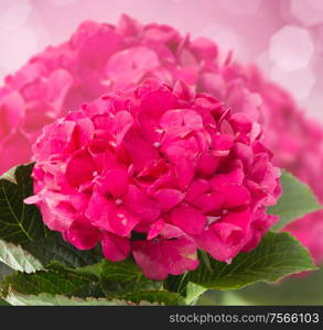 pink hortensia flowers brunch close up on dark bokeh background. pink hortensia flowers close up