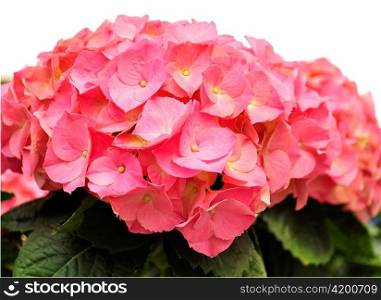 pink hortensia flowers ,close up