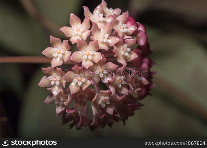 Pink hoya flower macro