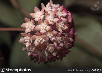 Pink hoya flower macro