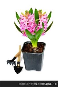 Pink hyacinth and garden tools on white background