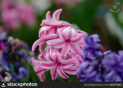 Pink hyacinth at the flower bed.