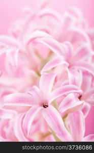 pink hyacinth flower