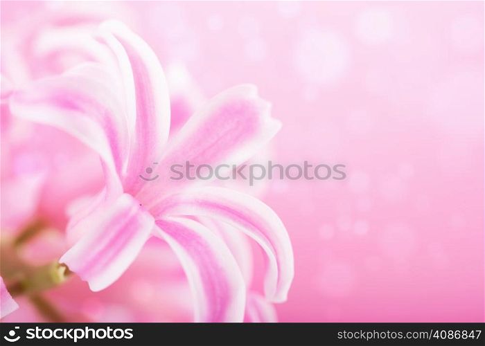 pink hyacinth flower background