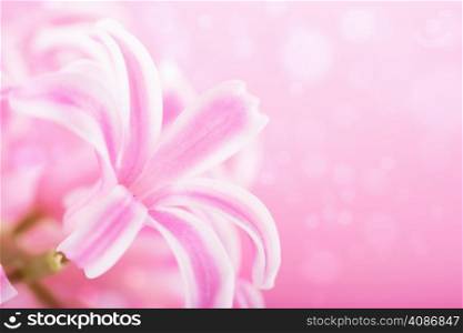 pink hyacinth flower background