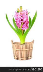 Pink hyacinth in a flowerpot on white background