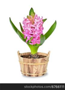 Pink hyacinth in a flowerpot on white background