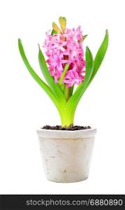 Pink hyacinth in a white ceramic flowerpot isolated on white background