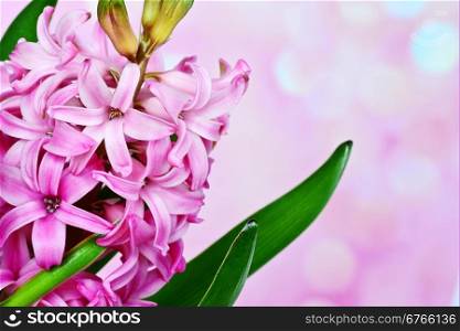 Pink hyacinth on pink background closeup