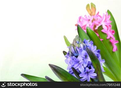 Pink hyacinth on white background closeup