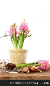 Pink hyacinth plants with bulbs on rusric table