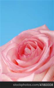 Pink hybrid tea rose with blue background. Short depth-of-field.