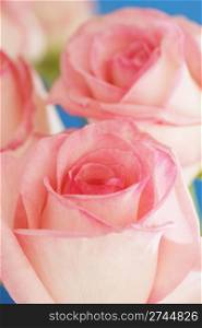 Pink hybrid tea roses in closeup