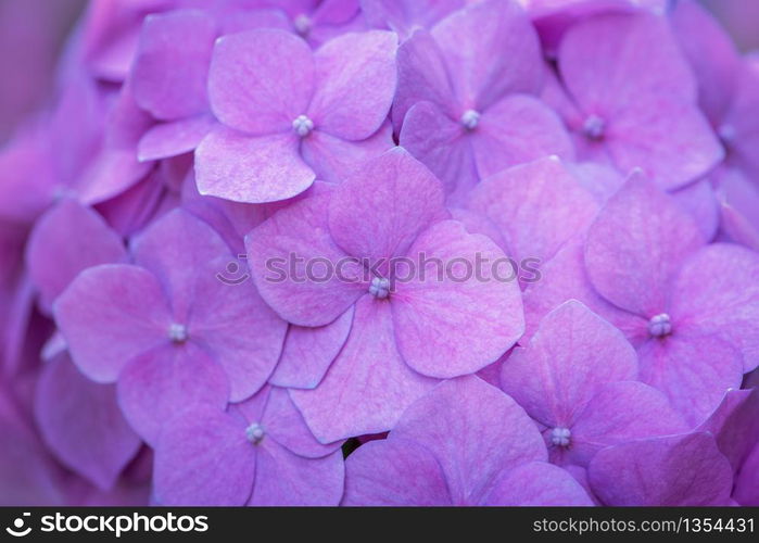 Pink Hydrangea background. Hortensia flowers surface.