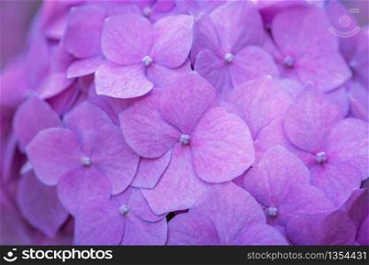 Pink Hydrangea background. Hortensia flowers surface.
