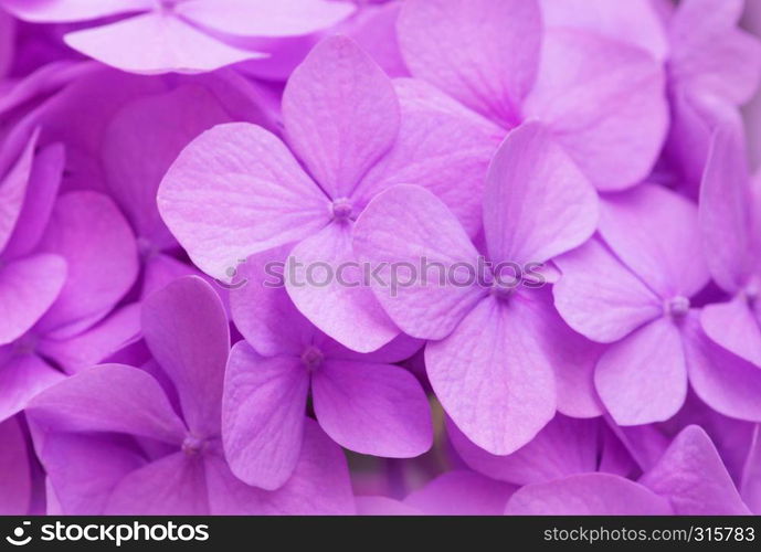 Pink Hydrangea background. Hortensia flowers surface.