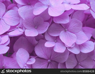 Pink Hydrangea background. Hortensia flowers surface.