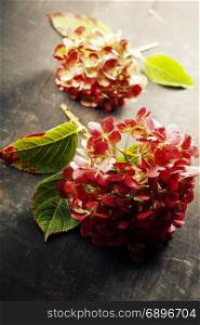 Pink hydrangea (hortensia) on rustic table